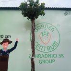 Ambrovník styraxový (Liquidambar styraciflua) ´GUMBALL´- výška 250-300 cm, kont. C55L - TVAROVANÝ TROJKMEŇ